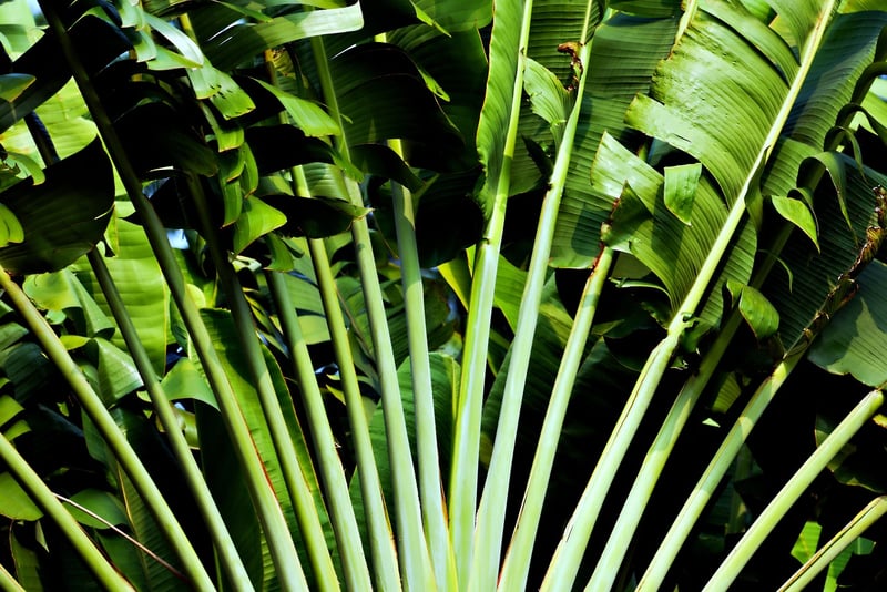 Tropical Fiesta