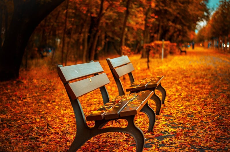 Autumn Harvest
