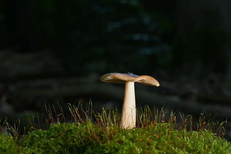 Enchanted Forest